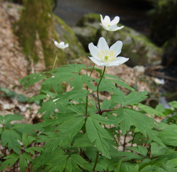 Anemone nemorosa